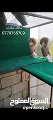  4 زواج حمام وطواير للبيع