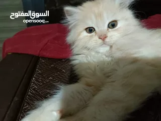  8 قطط ذكور من أصول نقيه واحد همالايا تشوكلت لونج هير بلو بوينت وواحد بريتش ريد لونج هير مقزم للجادين