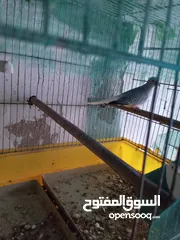  6 جوز حمام قلاب لوت نخب للبيع