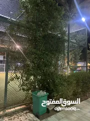  4 مزرعة للايجار