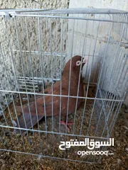  20 حمام للبيع