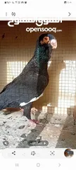  1 حمام نخب بيع او  بدل