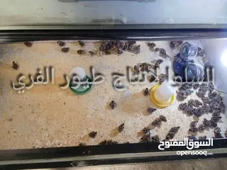  5 صيصان فري 15قرش الحبه