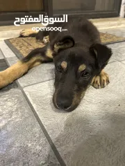  5 mix german shepherd and rottweiler 4 months old جرمن تشبير مكس روت ويلير العمر أربع شهور