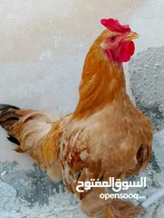  6 ديوك براهيمي للبيع  اتصل لمعرفت السعر والسعر منخفض لحق حالك وتل أو ابعث رساله