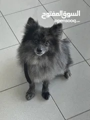  1 Male Pomeranian (black and grey)