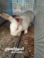  9 هجين ببيون و فرنسي