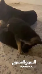  4 جراو للبيع