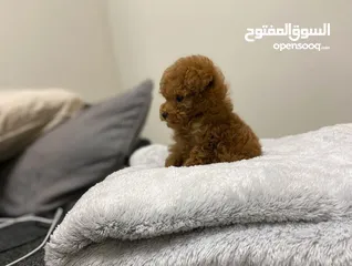  2 Toy Poodle