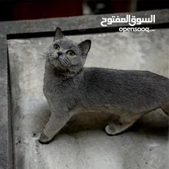  4 قط العمر شهرين واربعين يوم