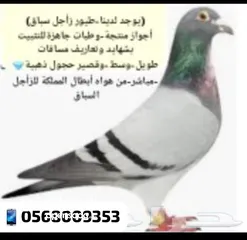  28 زاجل سباق أجواز منتجة وطبات جاهزة أبطال الابطالTob طيور نخبة تصليح وفوز من هواه أبطال المملكة للزاجل