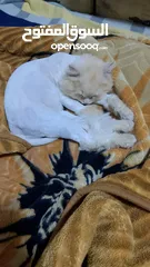  3 قط للتبني ذكر عمر 9 شهور