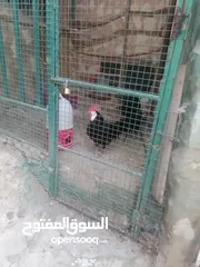  2 بيض مخصب للفقاسات