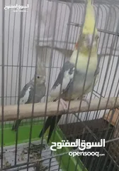  7 جوز كوكتيل للبيع مع قفص 4 معالف