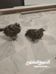  3 فرخ حمام للبيع