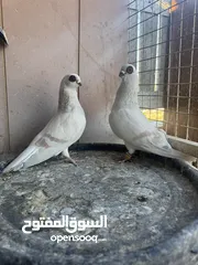  2 جوز بواز حمر