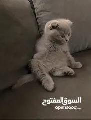  2 أنثى سكوتش فولد
