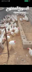  1 دجاج دحي   ابيض