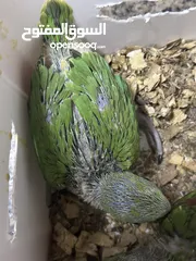  5 Indian Ring Neck Parrot baby