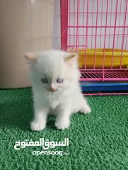  6 قطط  هملاية و شرازي  مستوى علي