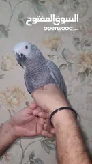  4 Kasko gray parrot