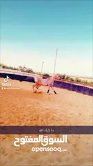  4 حصان عربي واهو ابن مونتانا بن عجمان