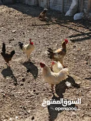  1 ديوج عرب مال بيت صاحيات ما بيهن اي شي