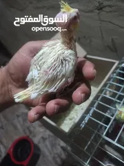  4 افراح كوكتيل زق يدوي