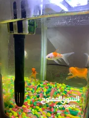  3 fish tank with 5 fishes