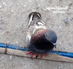  4 عرض زوج حمام زاجل وذكر قلاب