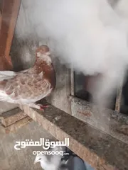 7 حمام حجم كبير للبيع عدد. 14