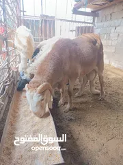  2 ما شاء الله الله ايبارك