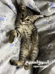  6 قطط صغيرة / kittens قطط منزلية