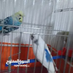 19 التواصل عبر واتس اب ببغاء كوكتيل  حجم كبير وعصافير حب مفتل و البينو وعادي عادي احجام كبيره