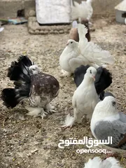  7 حمام شمسي و مدينه