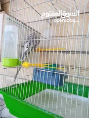  14 ببغاء كوكتيل ذكر وانثى مع قفص