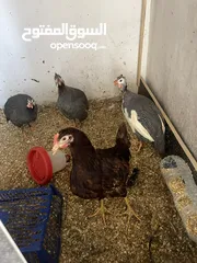  3 دجاج سيراما+كوتشينا+بلدي + فراخ بلدي او ابو رقبه + فرعوني او حبت رود ايلند