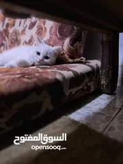  6 قطه  بيضاء ألون أنثى صغيرة لطيفه جداً