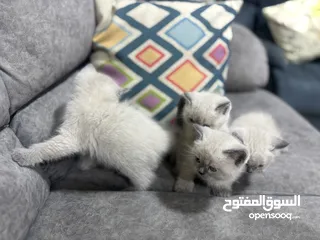  6 2 كيتن هملايا