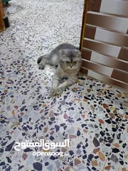  6 كلاب +قط للبيع