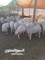 3 للبيع طليان ورخال حرية وتيوس وجفار عواض للمناسبات