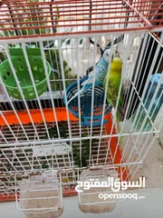  5 جوزين حب بسعر مغري