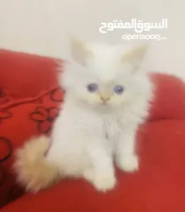  3 قطط هيمالايا