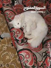  5 قطط شرازي للبيع في صنعاء الاصبحي المقالح