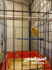  7 كناري فحول نار يوجد جواز و مخاليف بسم الله ماشاء الله جاهزة مية بالمئة