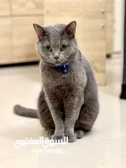  3 سكوتش فولد ذكر و برتش شورت هير انثى للبيع