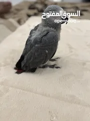  5 ‎فرخ كاسكو انتاج محلي - African gray parrots local breeding