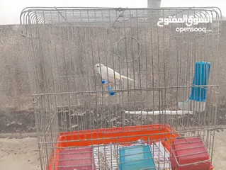  5 جوز كرزي وطيرة بيضا اقرأ الوصف