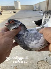  14 كوم حمام للبيع
