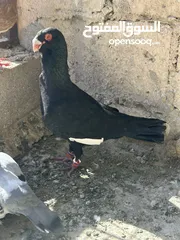  8 مسود اسود للبيع